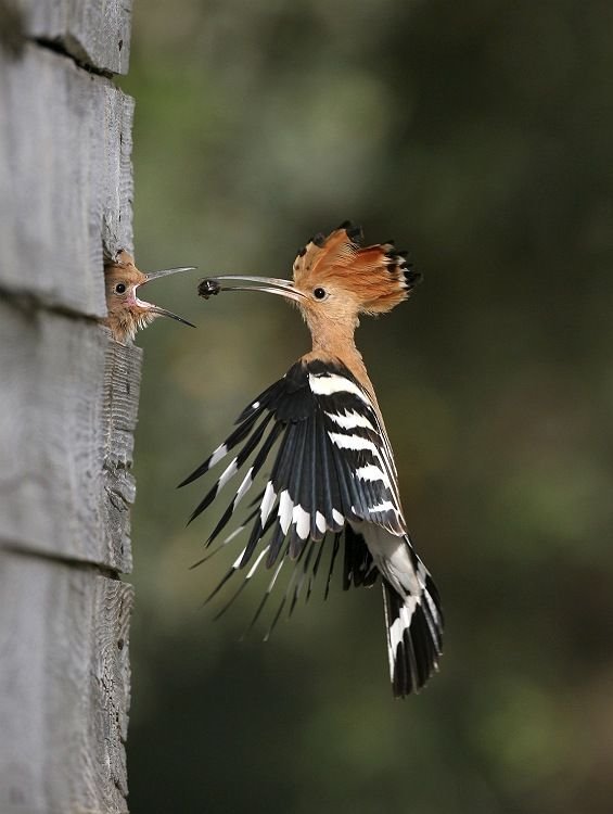 Fotoğrafta zamanlama 6