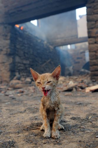 Yılın Basın Fotoğrafları Ödülleri 15