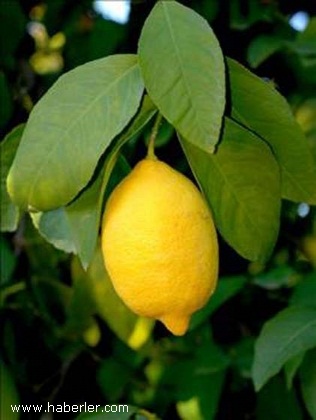 Ağız kokusunu önlemenin yolu 23