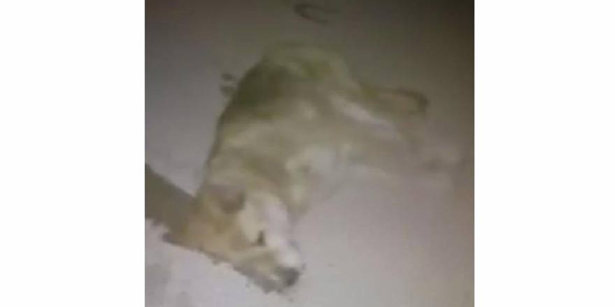 Konyada zehirlendiği iddia edilen köpek, telef oldu