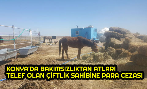 Bakımsızlıktan atları telef olan çiftlik sahibine para cezası
