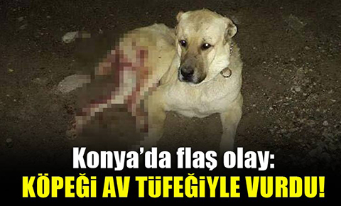 Konya’da flaş olay: Köpeği av tüfeğiyle vurdu!