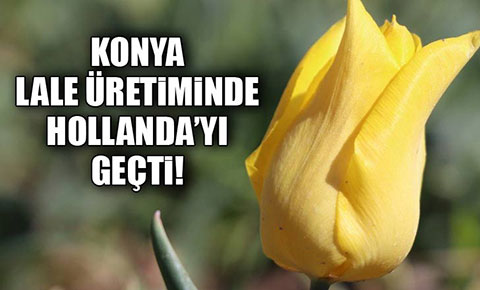 Konya lale üretiminde Hollandayı geçti!