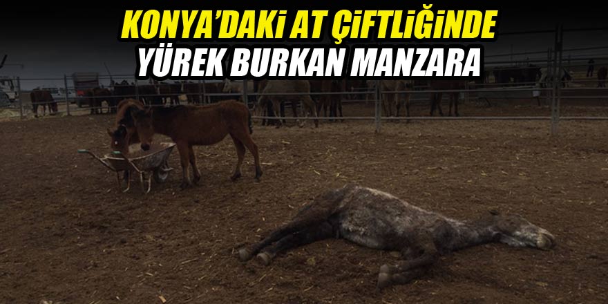 Bakımsızlıktan ölen atlar için çiftlik sahibine 23 bin lira ceza