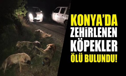 Zehirlendiği ileri sürülen 5 köpek tarlada ölü bulundu