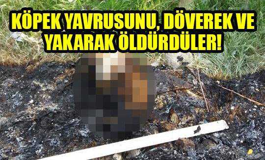 Köpek yavrusunu, döverek ve yakarak öldürdüler