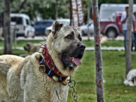 Çoban köpekleri, Türkiye Şampiyonası için yarıştırıldı