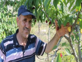 Bir dalda iki kiraz ’biri al biri beyaz’