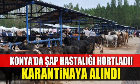 Şap, Konyada hortladı