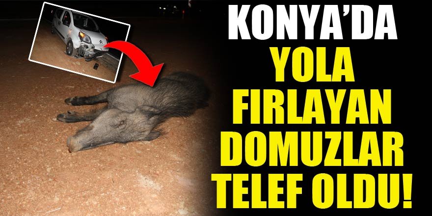 Konyada yola fırlayan domuzlar telef oldu