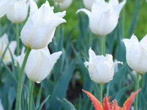 Konyada sezon açıldı