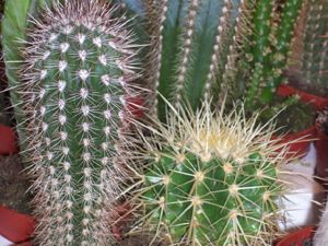 Çiçekçileri bu söylenti sevindirdi!