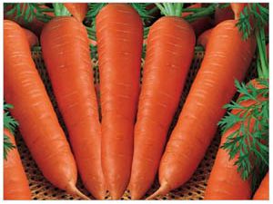 Dünyanın havucu Konyadan