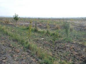 Aslım bölgesi Konyamızın akciğeri olacak