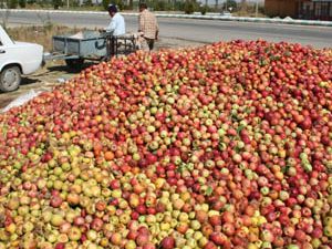 Döküntü elma yüz güldürdü