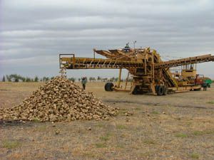 Kuluda pancar alımları başladı.