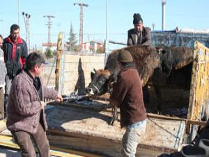 Kurbanlar Pakistan ile kardeş payı