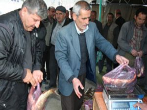 İhaleyle balık satışı!