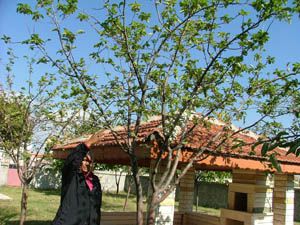 Kuluda elma ağaçları çiçek açtı