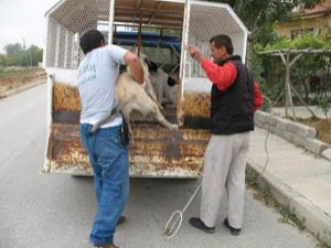 Başıboş hayvanlar rehabilite ediliyor