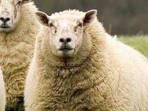 Fetva verilmezse elimizde kalacak