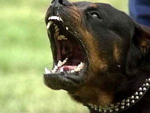 Köpeğin saldırdığı çocuk hastanelik