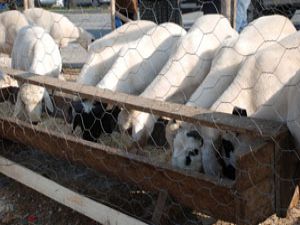 Meramda kurbanlık satış ve kesim yerleri belirlendi