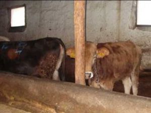 Farmville besicilik kredisi talebini patlattı