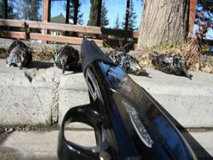 İzinsiz avlanana para cezası