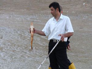 Elleriyle balık avlıyorlar