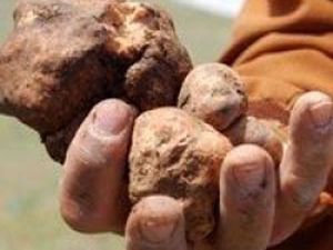 Vatandaşlar domalan için arazilere akın etti