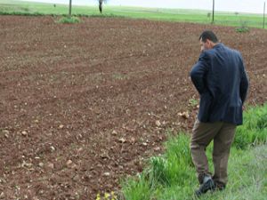 Pancar çapasına yağış engeli