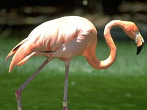 Yağışlar arttı, flamingolar geri döndü