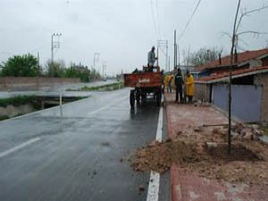 Kanal Caddesine 826 ağaç dikildi