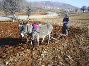 Tarlasını 40 yıldır eşekle sürüyor