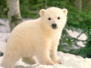 Görünmez kaza, müdür ayıya vurdu