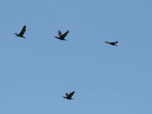 Kuşlar kayıt altına alınıyor