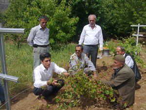 Özel idareden bağcılığa destek