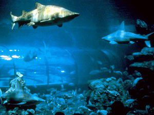 Akvaryum Ücretsiz Olunca Balıklar Telef Oldu