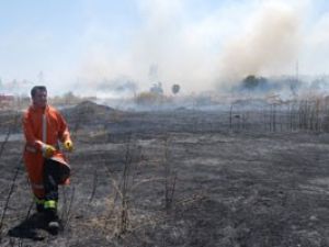 Kaplumbağalar kül oldu