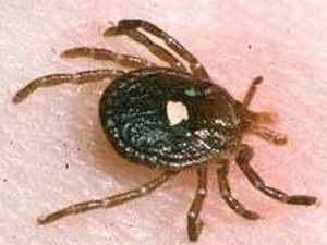 Gurbetçiye yapışan kene çıkarıldı