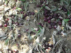 Meyve bahçelerini dolu vurdu