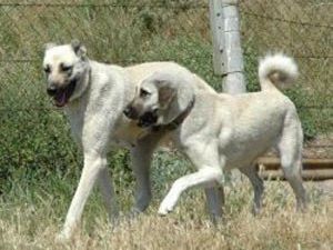 Köpek korkusu yüzünden kalbine yenik düştü