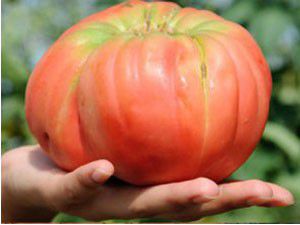 750 gramlık dev domates ürettiler