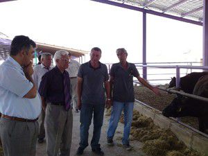 Ereğlide Anguslar yavru vermeye başladı