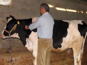 Konyada köye şap karantinası