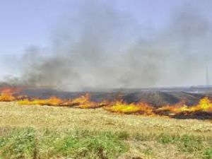 Sarayönüde 50 dönüm arazi yandı