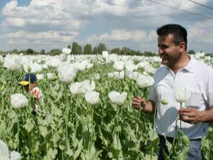 Konya haşhaşda rekor bekliyor