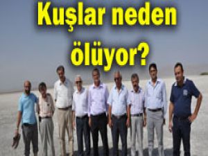 Konyada kuşlar neden ölüyor?
