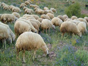 Vahşi Hayvan saldırısına ilginç tedbir